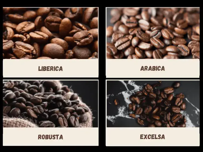 Types of Coffee Beans - Coffeo Couch
